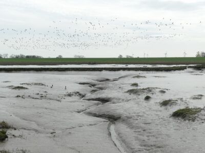 Parc Naturel de Langwarder Groden