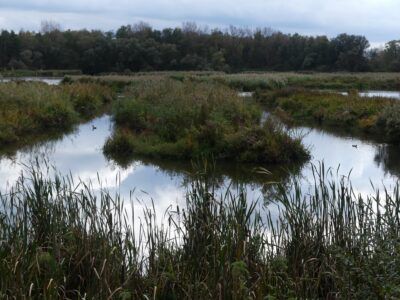 Réserve Naturelle de Molsbroek